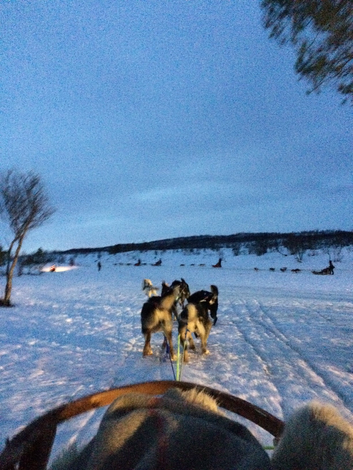 husky dog sledding villmarkssenter